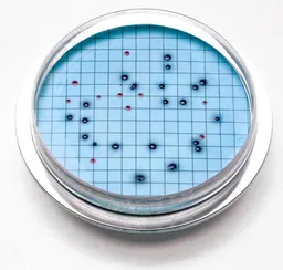 Placa de agar M-ColiBlue24, paquete de 15